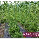 김용수농장 이미지