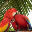 금계 농장 이미지