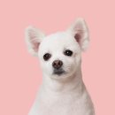 블루멍 펫 테라피 이미지