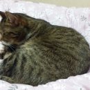 멍그루밍 이미지