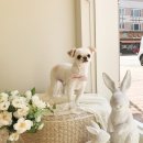 펫뷰티샵 페이보릿 이미지