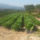 검바우농장 이미지