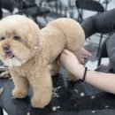 군자애견 이미지