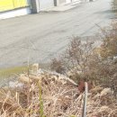 죽양대로 이미지