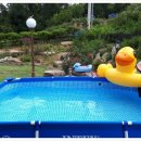 몽몽이애견 이미지