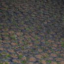 영평조록나무 이미지