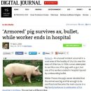 총알돼지 이미지