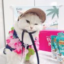 미야옷장 이미지