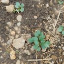 열무농장 이미지