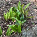 [3] 석위-고란초과 이미지