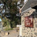 퐁낭아래 이미지