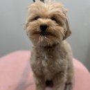 비비안살롱 이미지