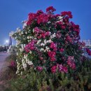 형산강 장미원 이미지