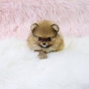 품안에위생관리