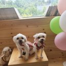 호두담
