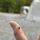 느루 캠핑장 | 4월말 설악산 울산바위뷰 캠핑느루 캠핑장 후기/명당/날씨/바람