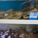 강구바다 | [영덕강구맛집]강구 대구횟집 - 대게 코스요리와 바다 위 갈매기를 볼 수 있는 데이트코스