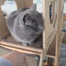 호수로 간 고양이 이미지
