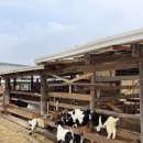 도하목장 이미지