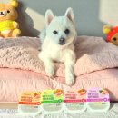 11545-05-01-51 | 강아지화식 듀먼 케어화식 4종, 노견사료로 먹여본 15살 땡이 후기