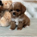 행복한 강아지 이미지