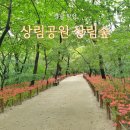 9/21(일)산청 왕산 필봉산 산행/함양 상림숲 꽃무릇 관람/정기산행 이미지