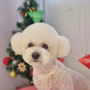 몽이묭실 이미지