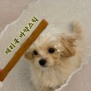 제리쿡 | 제리쿡 마약스틱 강아지 수제간식 후기 | 기호성 좋은 무첨가 건강간식 추천