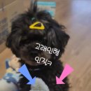 강아지탐험대 네이버블로그