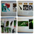 나비 한살이 이미지