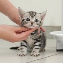 멋진 고양이 이미지