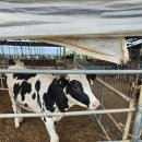 예지목장 이미지