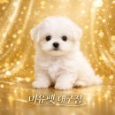 창녕동물병원 | 대구 인근(영천·창녕) 강아지 짖음 방지 성대 수술 전문 동물병원 안내