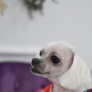 루시펫살롱 이미지