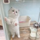 효민님의 뱅갈고양이 | 익산고양이분양 루나캣 방문 후기, 멀리서도 찾게 되는 이유가 있더라구요