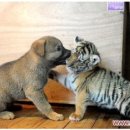 하룻강아지 이미지