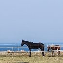 행운목장 이미지