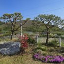 횡성 둔내면복지회관 | 📍 “아버님이 남기고 가신 정원을 되살리는 일” — 둔내면 석문리 소나무 전지 &amp; 수세 회복 작업