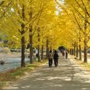 (취소)10/29(수) 괴산 구절초마을과 문광저수지 은행나무 단풍 이미지