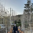 로담