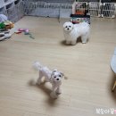 멍플러피 이미지