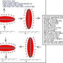 1881년,Nikola Tesla,1856,07,09~1943,01,07, 이미지