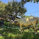 선일목장 이미지