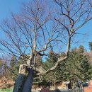 소동느티나무 이미지