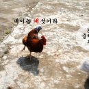 촌닭