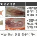 한초밥