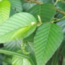 오리나무로 이미지