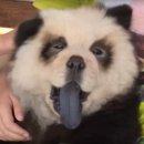 차우차우
