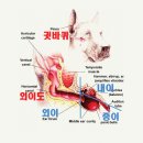 애완동물 질환 이야기 여름철 단골 귀질환, 외이염 이미지