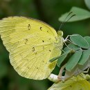 노랑나비 이미지